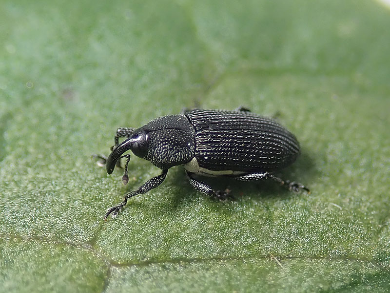 Curculionidae: Mecinus ?  No, Limnobaris dolorosa